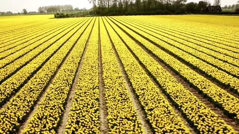 Dutch Tulip Fields Video stock 75562851