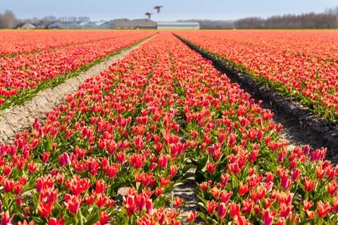 Dutch tulip fields in spring Stock Photos