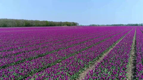Dutch Tulips - 1 Stock Footage 165038470
