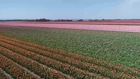 Dutch Tulips - 2 Stock Footage 165038469