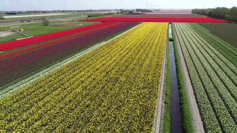 Dutch Tulips - 3 Stock Footage 165038468