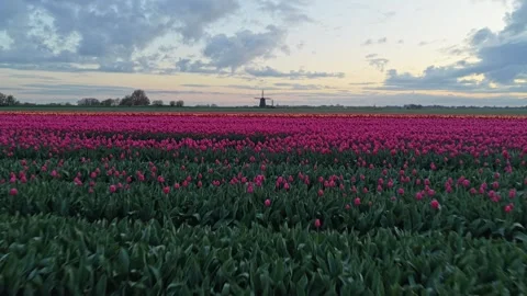 Dutch tulips field and windmill at sunset in the netherlands 動画素材 340347647
