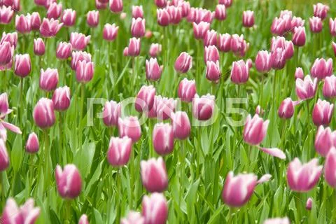 Dutch tulips in keukenhof park Stock Illustration