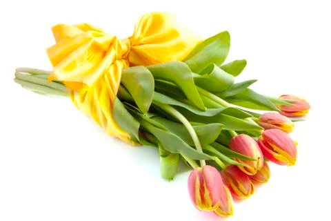 Dutch tulips Stock Photos