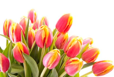 Dutch tulips Stock Photos
