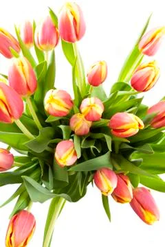 Dutch tulips Stock Photos