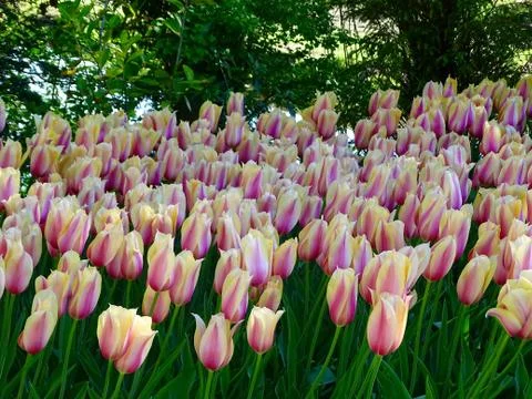 Dutch Tulips Stock Photos