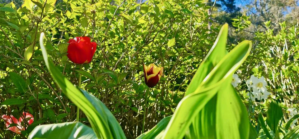 Dutch tulips Stock Photos