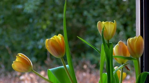Dutch tulips on windowsill Stock Footage 105976716