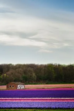 Dutch views of fields in bloom of tulips Stock Photos