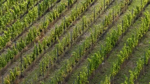 Dutch vineyards Stock Footage 344250615