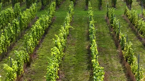 Dutch vineyards Stock Footage 344250626