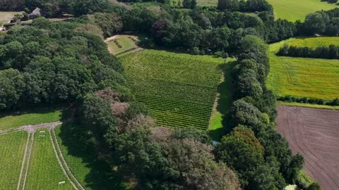 Dutch vineyards Stock Footage 344250638