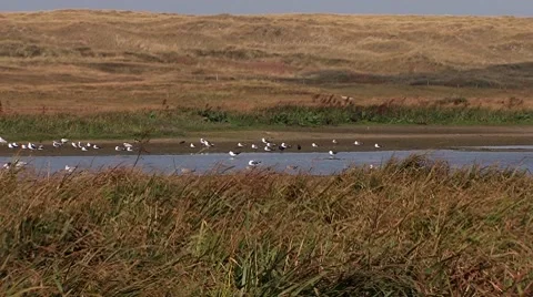 Dutch wadden islands Видео 7735491