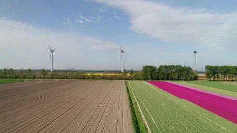 Dutch windfarm in between blooming bulb fields Stock Footage 289952352