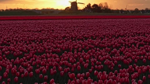 Dutch windmill and red tulip field at sunset Stock Footage 336447692