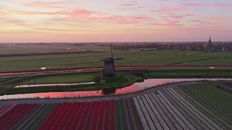 Dutch windmill orbiting over colorful tulip fields at sunset Stock Footage 336448920