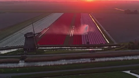 Dutch windmill overlooking tulip fields during sunset irrigation Stock Footage 341521754