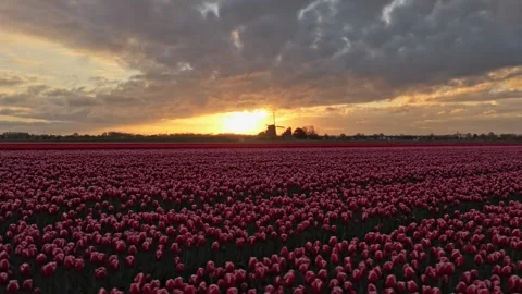 Dutch windmill silhouette during sunset over a tulip field Video stock 340347883