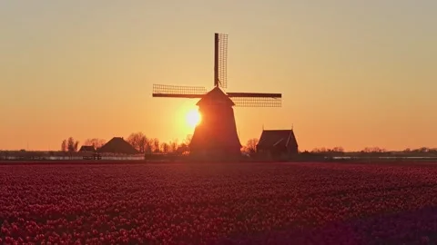 Dutch windmill silhouette rising sun over tulip field Stock Footage 340348304