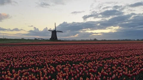 Dutch windmill standing in a beautiful tulip field at sunset Stock Footage 336448876