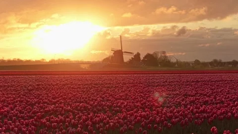 Dutch windmill standing over red tulip field at sunset 動画素材 340347918