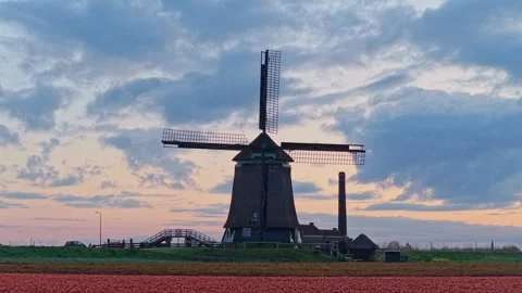 Dutch windmill standing in a red tulip field at sunset Stock Footage 336447717