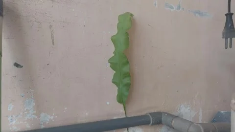 Dutchman's pipe cactus on Pipe Stock Footage 289096385