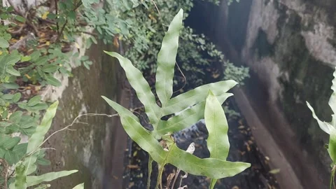 Dutchman's pipe cactus with Smoke Video stock 295502340