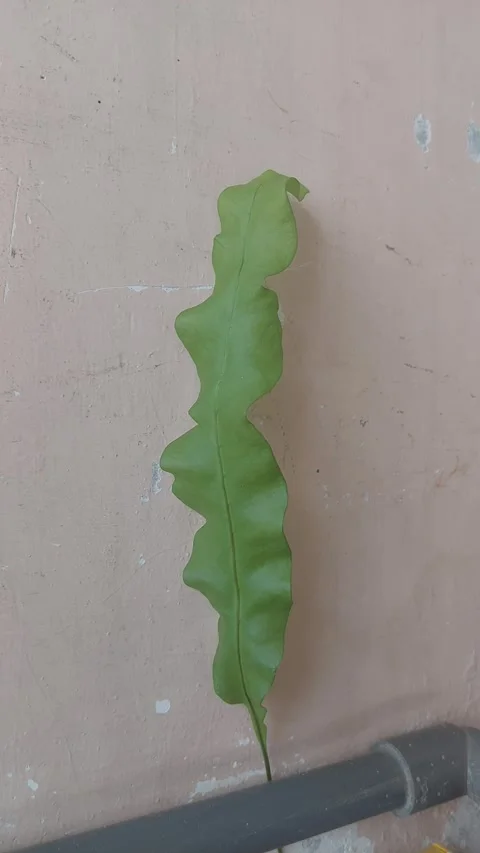 Dutchman's pipe cactus, Vertical Stock Footage 289096196