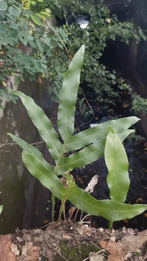 Dutchman's pipe cactus, Vertical View Stock Footage 295502569