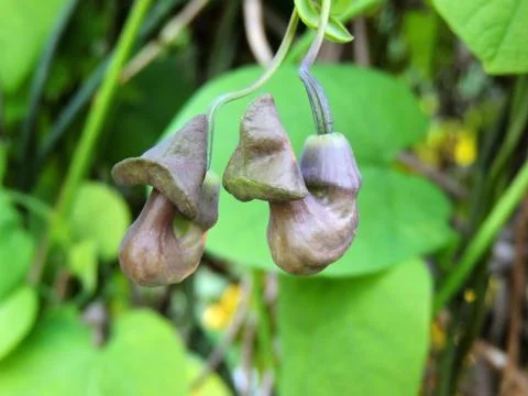 Dutchman's pipe or pipevine in spring during flowering Foto stock