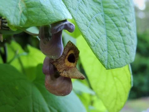 Dutchman's pipe or pipevine in spring during flowering Stock Photos