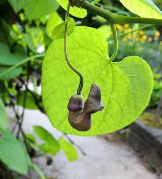 Dutchman's pipe or pipevine in spring during flowering Stock Photos