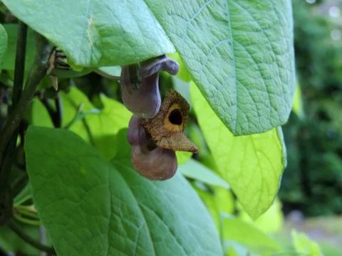 Dutchman's pipe or pipevine in spring during flowering Foto stock