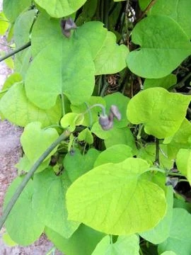 Dutchman's pipe or pipevine in spring during flowering Stock Photos