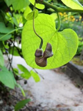 Dutchman's pipe or pipevine in spring during flowering Foto stock