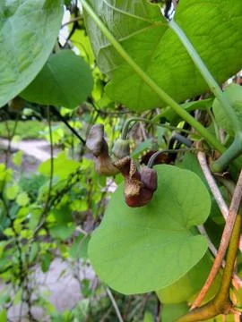 Dutchman's pipe or pipevine in spring during flowering Foto stock