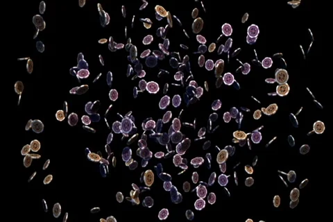 Dv pokerchips Video stock 1039746