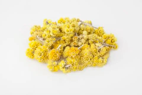 Dvarf Everlast Photos