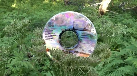 DVD disk lying on a bush in the wood - got into the thicket Stock-Footage 11845429
