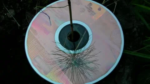 DVD disk lying on a stub in the wood - got into the thicket Stock Footage 11845371