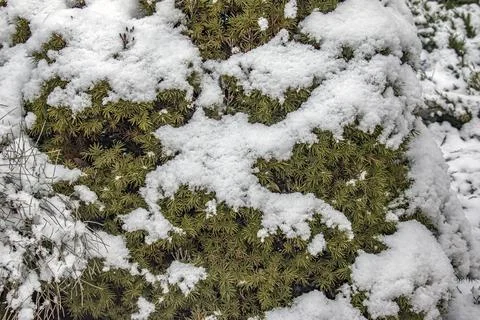 Dwarf Alberta Spruce Foliage Covered with Fresh Snow Stock Photos