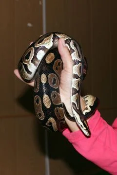 Dwarf and royal python  regius sitting on his hands during the exhibitio Foto stock