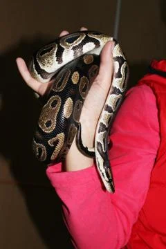 Dwarf and royal python  regius sitting on his hands during the exhibitio 写真素材