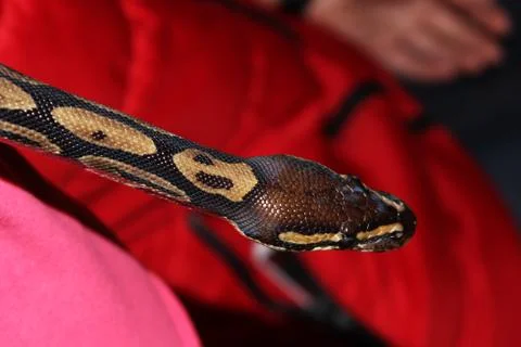 Dwarf and royal python regius sitting on his hands during the exhibition Stock-Fotos