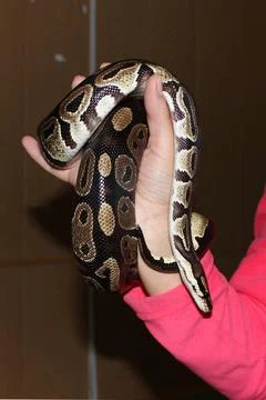Dwarf and royal python regius sitting on his hands during the exhibition. ... Stock-Fotos