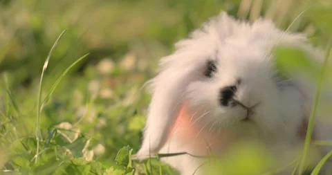 Dwarf Angora Rabbit in the green grass. Stock Footage 139967035