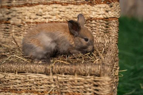Dwarf Angora rabbit sitting on a wicker basket on a sunny day before Easter Stock Photos