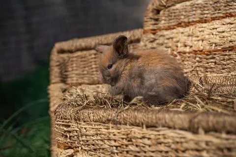 Dwarf Angora rabbit sitting on a wicker basket on a sunny day before Easter Stock Photos